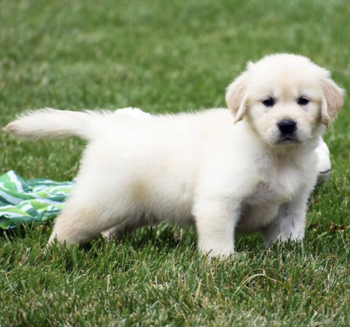 comprar cachorros sanos, baratos y asequibles para la venta